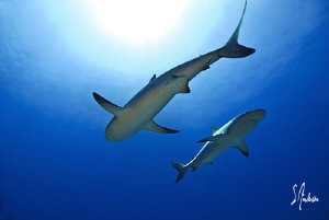 Reef Sharks float in mid water - Bahamas by Steven Anderson 
